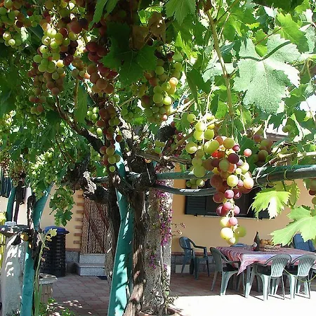 Domus Trebini
